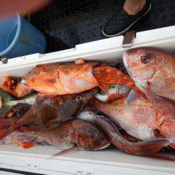 LUSTER『ラスター』 釣果