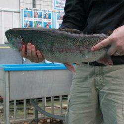 としまえんフィッシングエリア 釣果