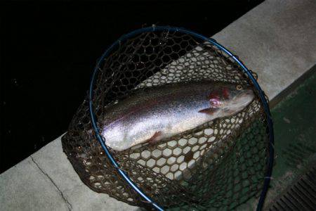 としまえんフィッシングエリア 釣果