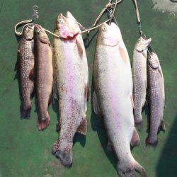 としまえんフィッシングエリア 釣果