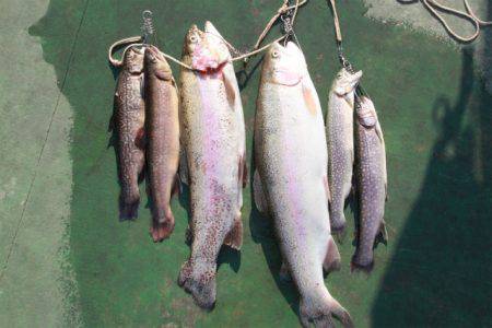 としまえんフィッシングエリア 釣果