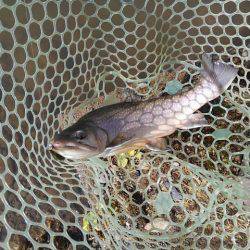 つりぼりあかし 釣果