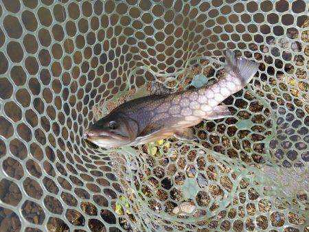 つりぼりあかし 釣果