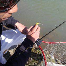 つりぼりあかし 釣果