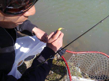 つりぼりあかし 釣果