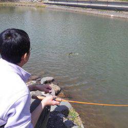 つりぼりあかし 釣果