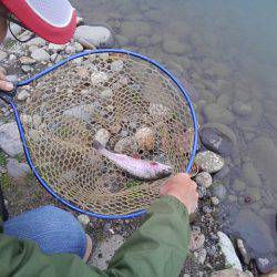 つりぼりあかし 釣果
