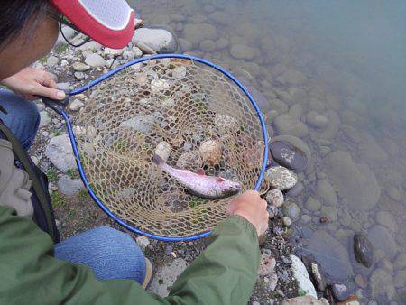 つりぼりあかし 釣果