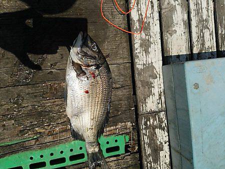 KO-SHIN丸 釣果