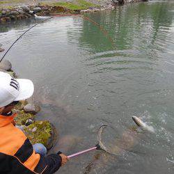 つりぼりあかし 釣果