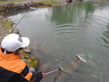 つりぼりあかし 釣果