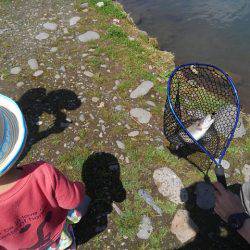 つりぼりあかし 釣果