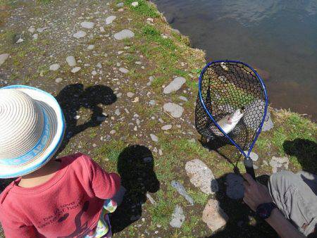 つりぼりあかし 釣果