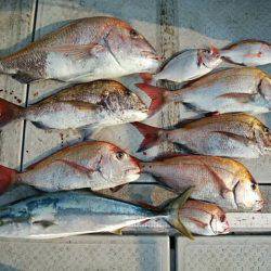 海季丸(みきまる) 釣果