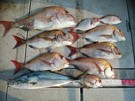 海季丸(みきまる) 釣果