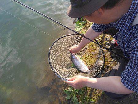 つりぼりあかし 釣果