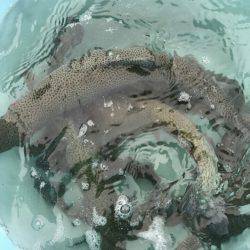 加賀フィッシングエリア 釣果