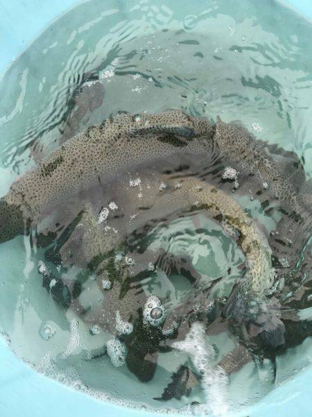 加賀フィッシングエリア 釣果