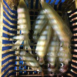 海龍丸（石川） 釣果