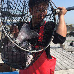 海の釣堀 海恵 釣果