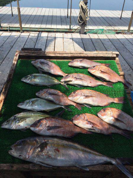 海の釣堀 海恵 釣果
