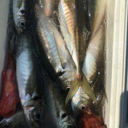 金沢八景鴨下丸 釣果