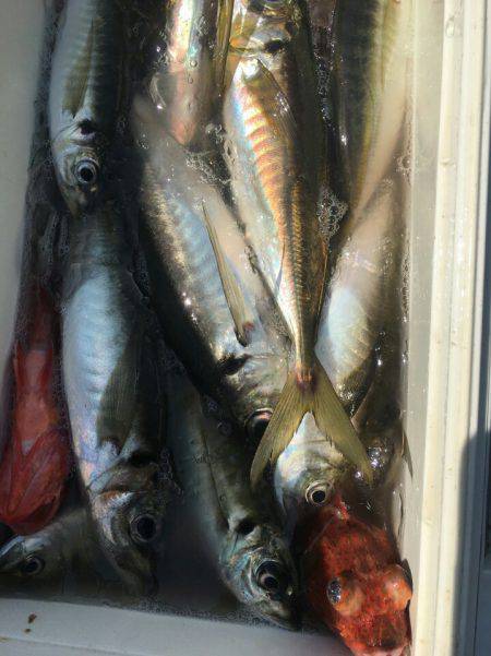 金沢八景鴨下丸 釣果