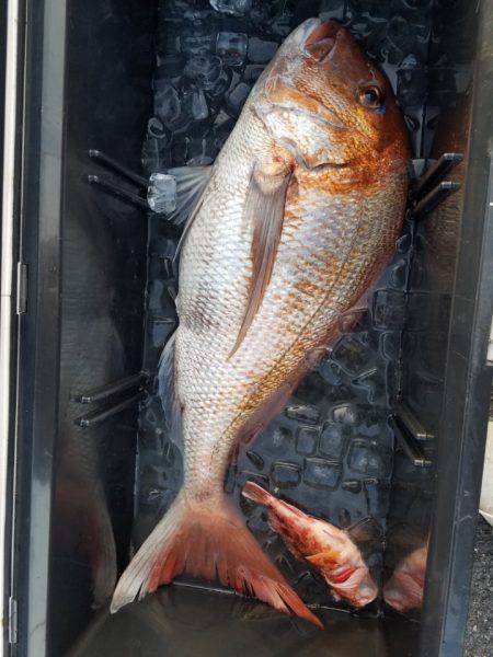 海龍丸（島根） 釣果