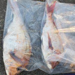 海龍丸（島根） 釣果