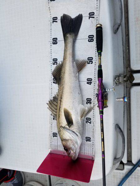 海龍丸（島根） 釣果