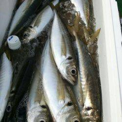 金沢八景鴨下丸 釣果