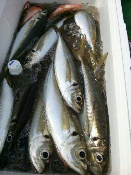 金沢八景鴨下丸 釣果