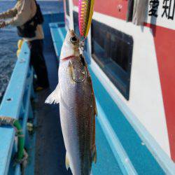 みやけ丸 釣果