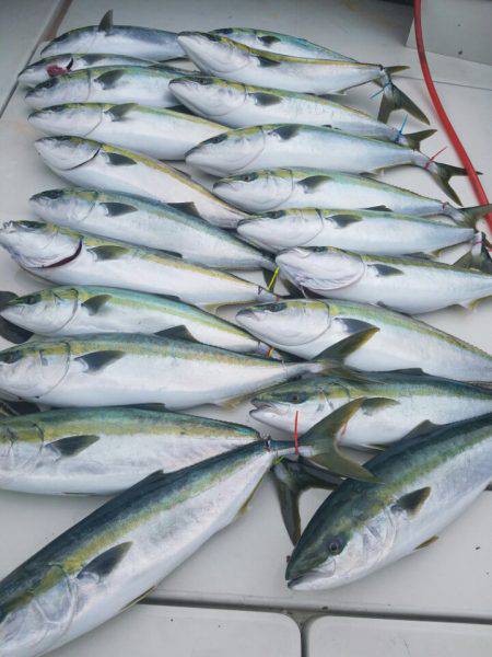 海友丸 釣果