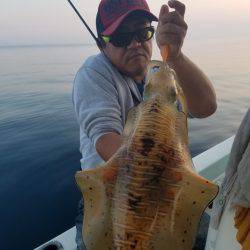 ソルトウォーターガイドフレンズ 釣果