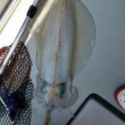 ソルトウォーターガイドフレンズ 釣果