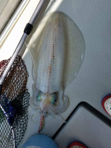 ソルトウォーターガイドフレンズ 釣果