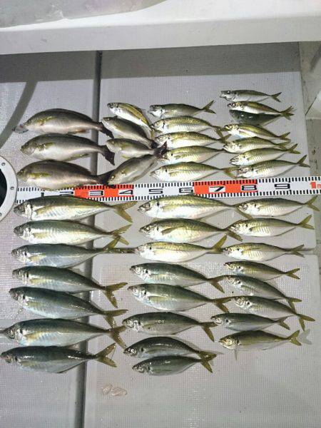 エンペラー 釣果