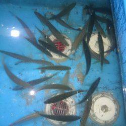 エンペラー 釣果