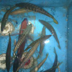 エンペラー 釣果