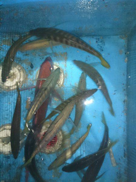 エンペラー 釣果