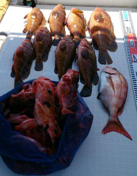 遊漁船 家入 釣果