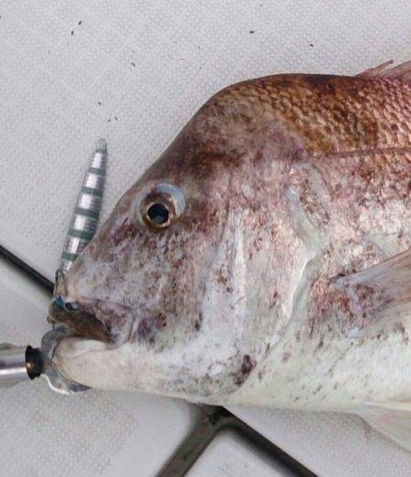 遊漁船 家入 釣果