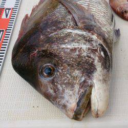 遊漁船 家入 釣果