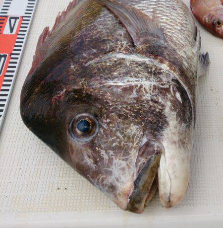 遊漁船 家入 釣果