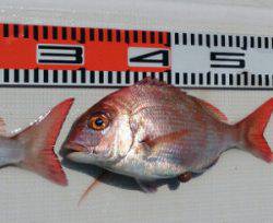 遊漁船 家入 釣果