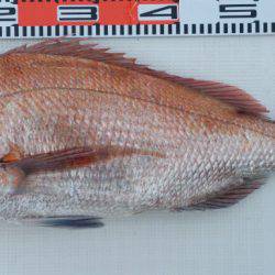 遊漁船 家入 釣果