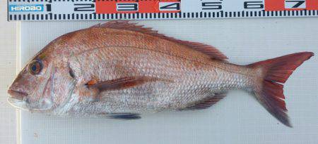 遊漁船 家入 釣果