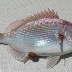 遊漁船 家入 釣果