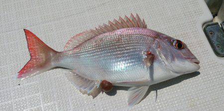 遊漁船　家入 釣果